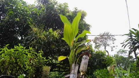 "Nature's Harmony: Trees and the Wind" Stock Footage 297552503