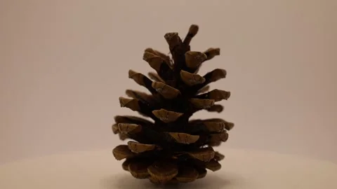 Natures intricate design captured in a stunning pine cone display Stock Footage 328633821