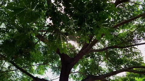 Nature’s light. Fresh tree shade. Gleaming leaves Stock Footage 330573002