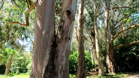 Nature's Masterpiece The Biggest Tree in the Park Stock Footage 277343333