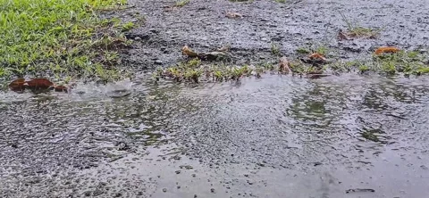 "Nature's Melody as Rain Falls" Stock Footage 295395087