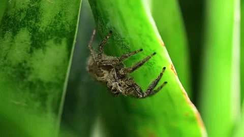 Nature's micro communication: Jumping spider alert on a green leaf. Vidéo 336182051