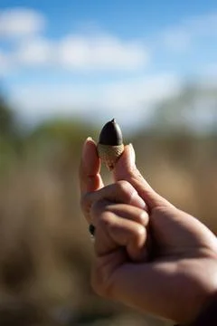 Nature's Microcosm: Grasping the Essence of a Tiny Acorn Stock Photos