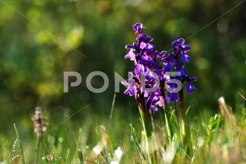 Natures morning delight Stock Photos