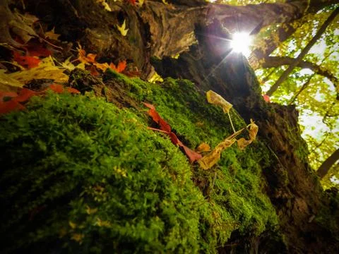 The Natures Moss Stock Photos