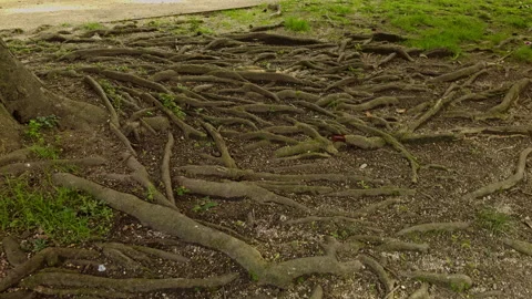 Nature's Network: The Intricate Root System of a Majestic Tree Stock Footage 265708512