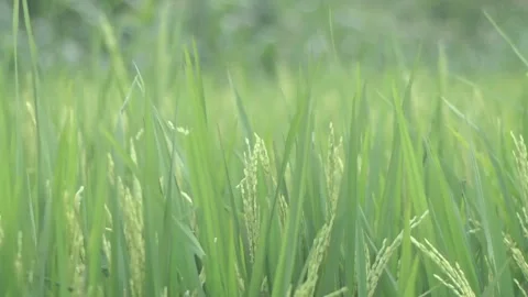 Nature's paddy rice 库存影片 169516075