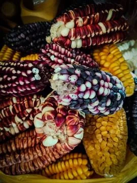 Natures palette in every kernel Stock Photos