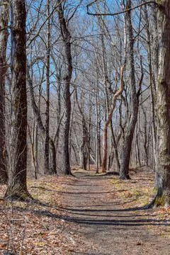 Natures path into early spring in the wilderness Stock Photos