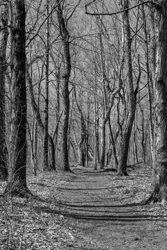 Natures path into early spring in the wilderness Stock Photos