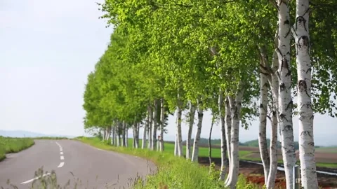 Nature's Path in Nagano Vídeo Stock 333153629