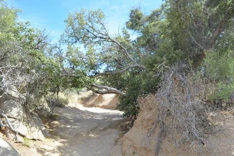 Nature's Pathway Invites Exploration Through Twisted Branches and Sandy Trails Stock Photos