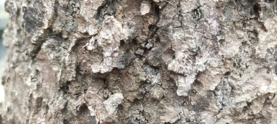 Nature's Patterns, Tree Bark Macro 写真素材