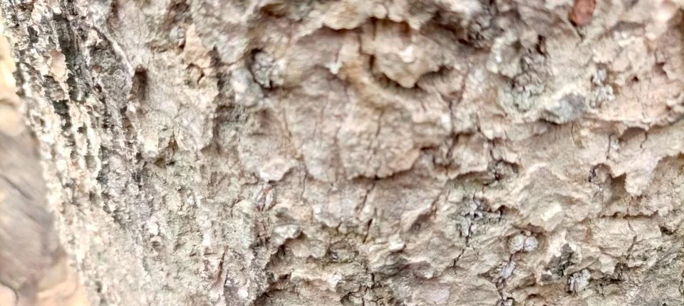 Nature's Patterns, Tree Bark Macro 스톡 사진
