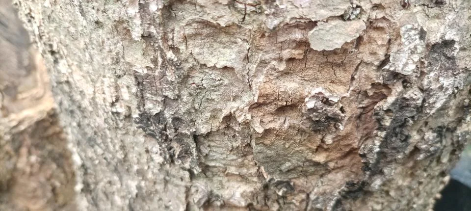 Nature's Patterns, Tree Bark Macro 写真素材