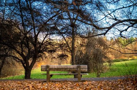 Nature's Pause: Bench Serenity in the Leafless Grove Stock Photos
