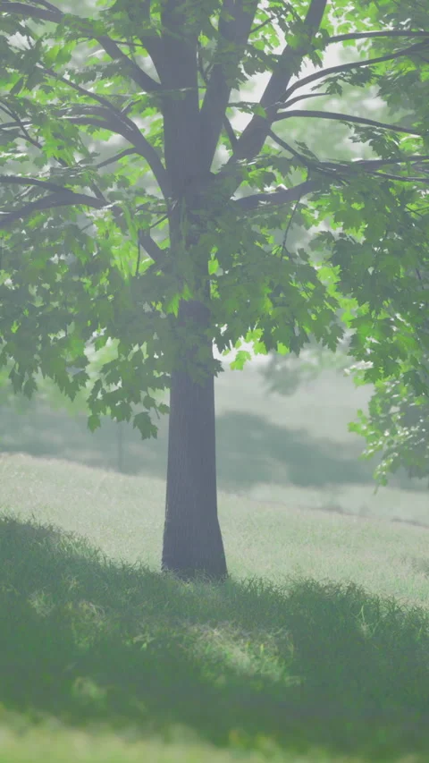 Natures peaceful landscape with lush trees and gentle sunlight in springtime Stock Footage 312468493