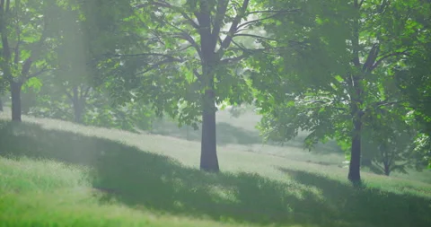 Natures peaceful landscape with lush trees and gentle sunlight in springtime Stock Footage 318523711