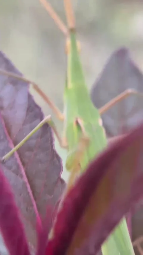 Nature's Perch: A Grasshopper on Greenery Stock Footage 281180371