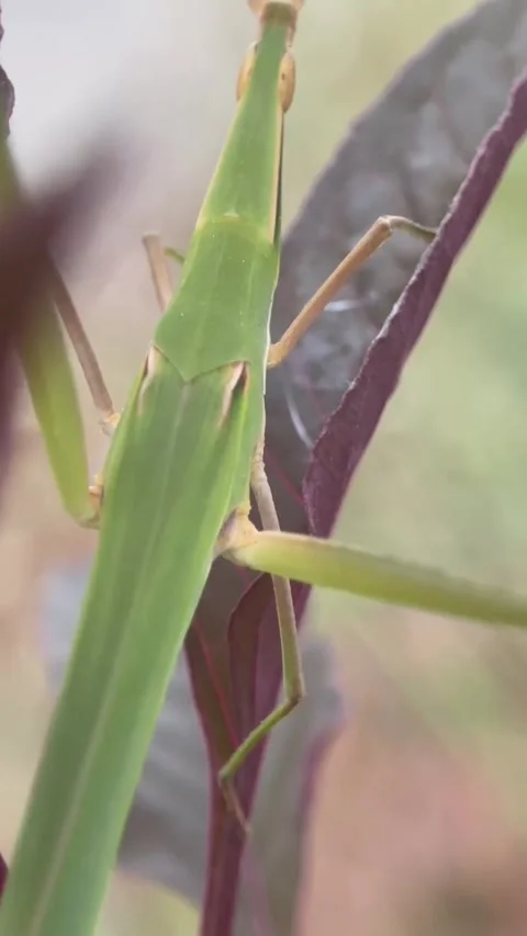 Nature's Perch: A Grasshopper on Greenery Stock Footage 281180373