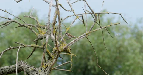 Nature's Perch: Sparrows Standing Proud on an Aged Tree Branch Stock Footage 254918912