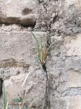 Nature’s Persistence Stock Photos