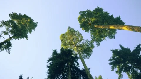 Nature'S Perspective Looking Up At Tall Pine Trees Against Clear Blue Sky Vidéo 335471624