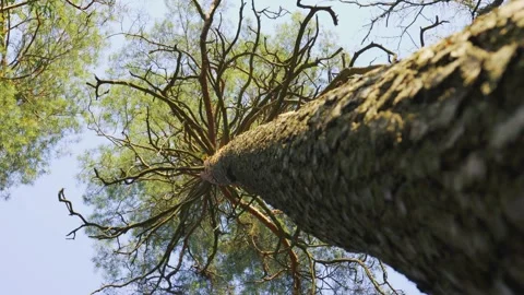 Nature'S Perspective Looking Up A Tall Tree Trunk Towards Green Canopy And Blue Vidéo 334442259