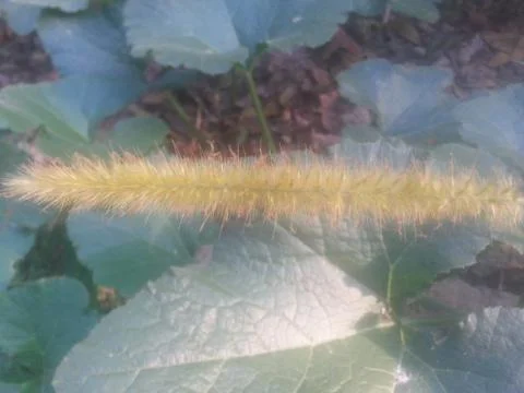 Natures 스톡 사진