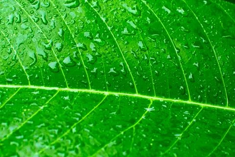 Natures Stock Photos