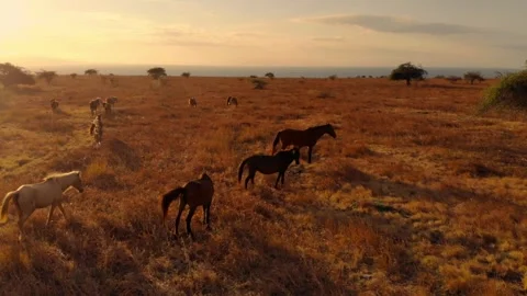 Nature’s poetry in motion Stock Footage 304881853