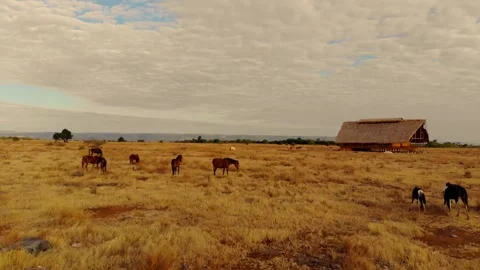 Nature’s poetry in motion Stock Footage 304881944