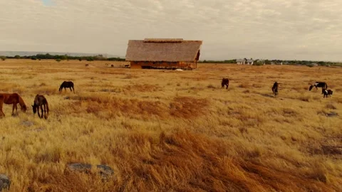 Nature’s poetry in motion Stock Footage 304882255