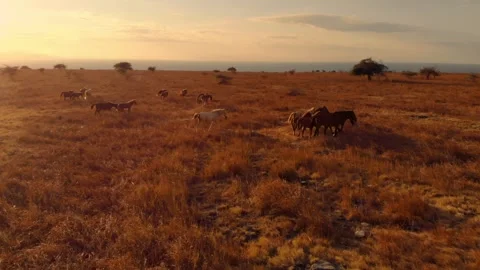 Nature’s poetry in motion Stock Footage 304882276
