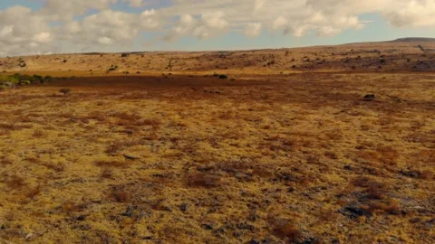 Nature’s poetry in motion Stock Footage 304882304