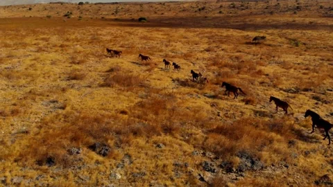Nature’s poetry in motion Stock Footage 304882316