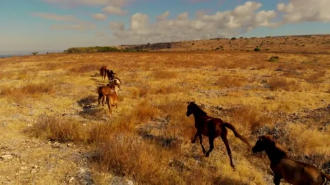 Nature’s poetry in motion Stock Footage 304882358
