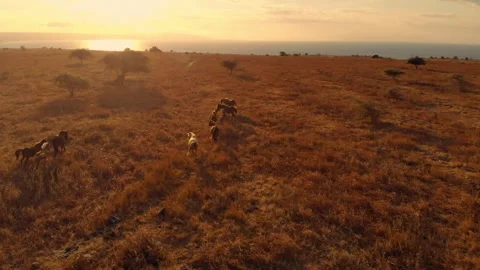 Nature’s poetry in motion Stock Footage 304882504