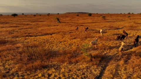 Nature’s poetry in motion Stock Footage 304882543