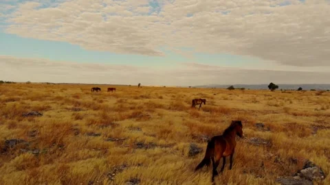 Nature’s poetry in motion Stock Footage 304882632