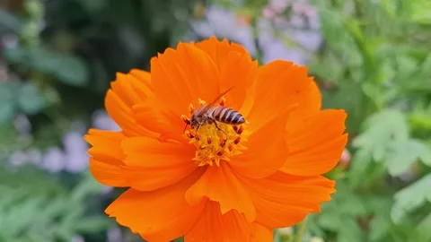 Nature's Pollinators: Insects and Their Flower Friends Stock Footage 280388122