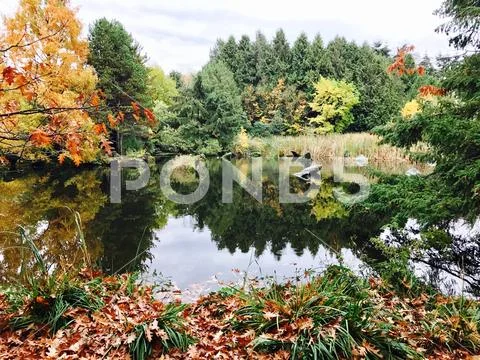 Natures pond Stock Photos