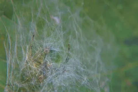 Natures predator Stock Photos