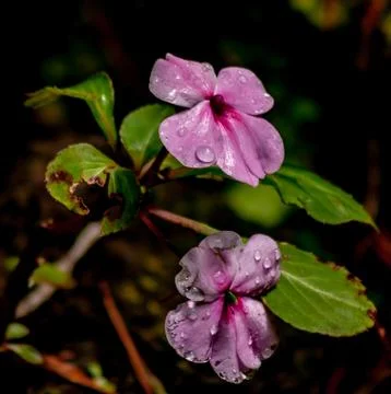 Nature's raindrop stamp on two pink impatiens blooms on dark background Stock Photos