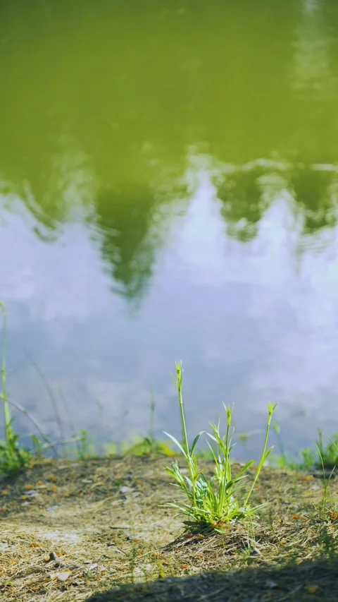 Nature's reflection and growth, green plant sprouting from earth near water Vidéo 336321690