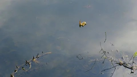 Nature'S Reflection And Serenity, Single Dry Leaf Floating On Calm Water Vidéo 334442216