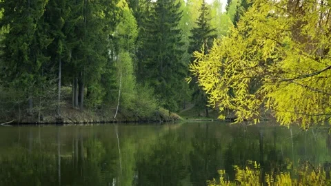 Nature'S Reflection And Tranquility, trees, serene, outdoors Vidéo 334442482