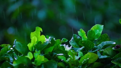Nature's Refreshment: Rain Falling on Lush Plants. Fresh Blooms Covered Vídeos de archivo 313061184