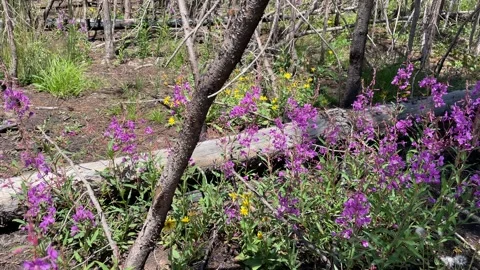 Nature's resilience after the fire Stock Footage 242388577
