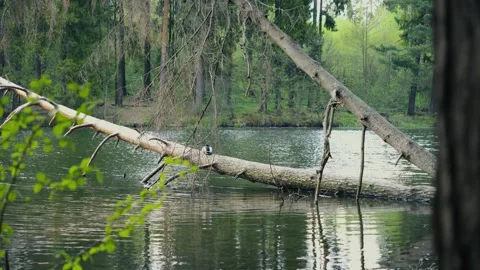 Nature'S Resilience And Forest Ecosystem, Fallen Tree Trunk Over Water Vidéo 334441607